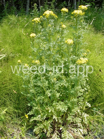 ragwort, tansy